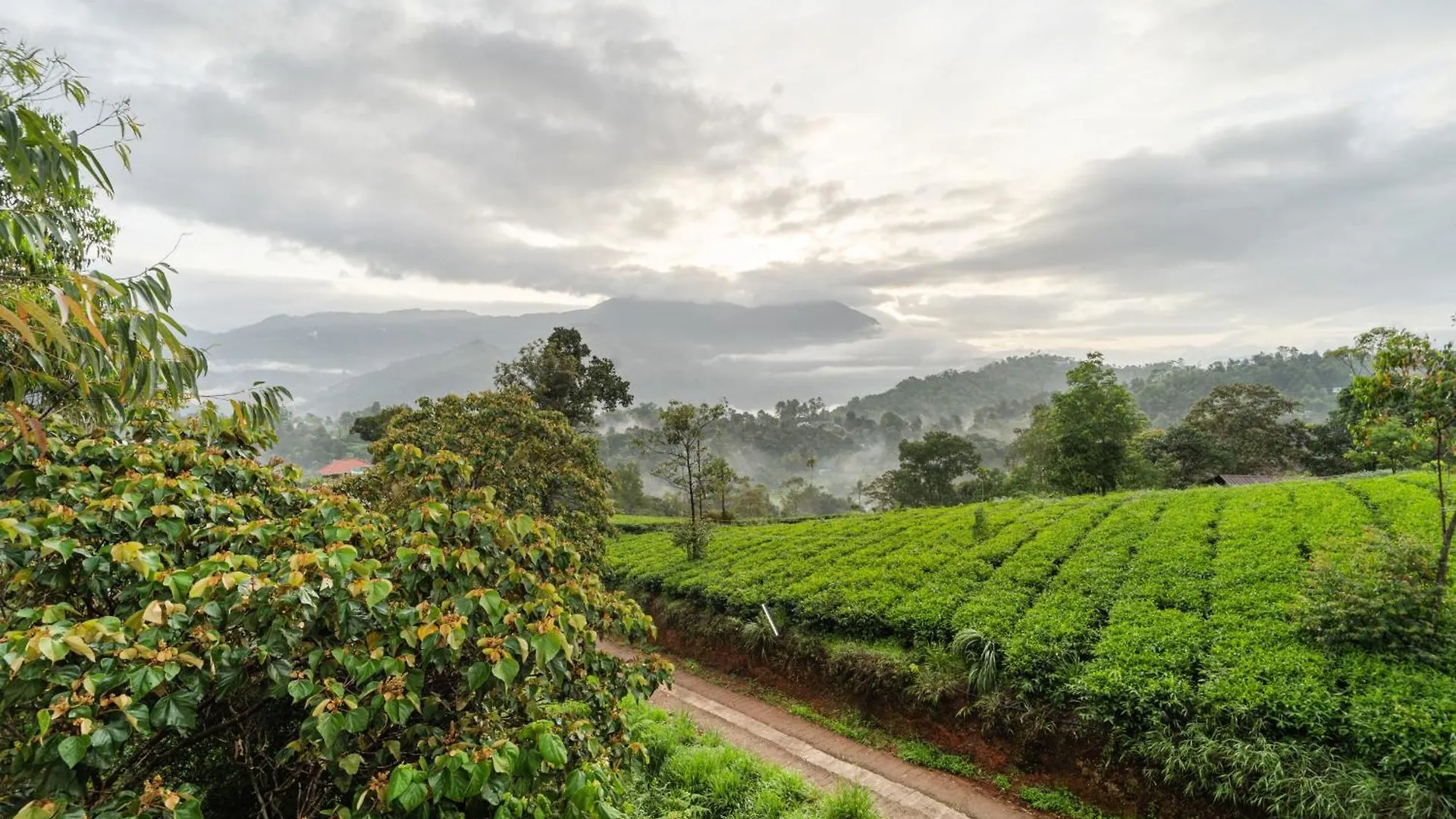 Hotel Treebo Windsong Resort Munnar, Tea Plantation View